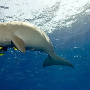 karen au pays des dugongs documentaire