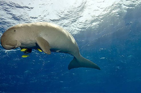 karen au pays des dugongs documentaire