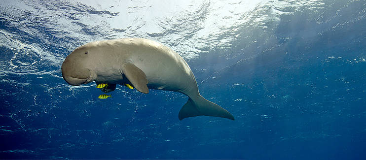 karen au pays des dugongs documentaire