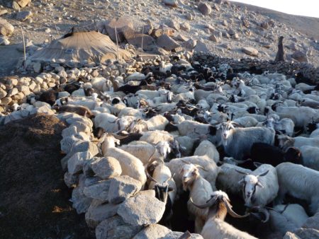 bergere-des-glaces-chevres